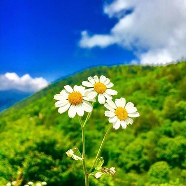 デージーの育て方 増やし方や夏越しなど 季節や時期でのコツをご紹介 暮らし の