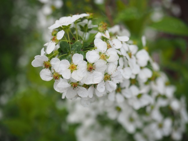 白一色 雪柳 ユキヤナギ の花言葉や見頃の季節は 葉っぱの特徴も紹介 暮らし の