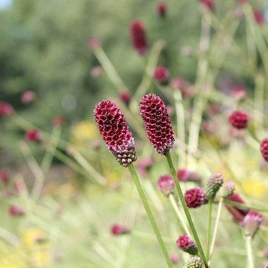 ワレモコウ 吾亦紅 とは 花言葉と育て方 見頃の季節はいつ 暮らし の