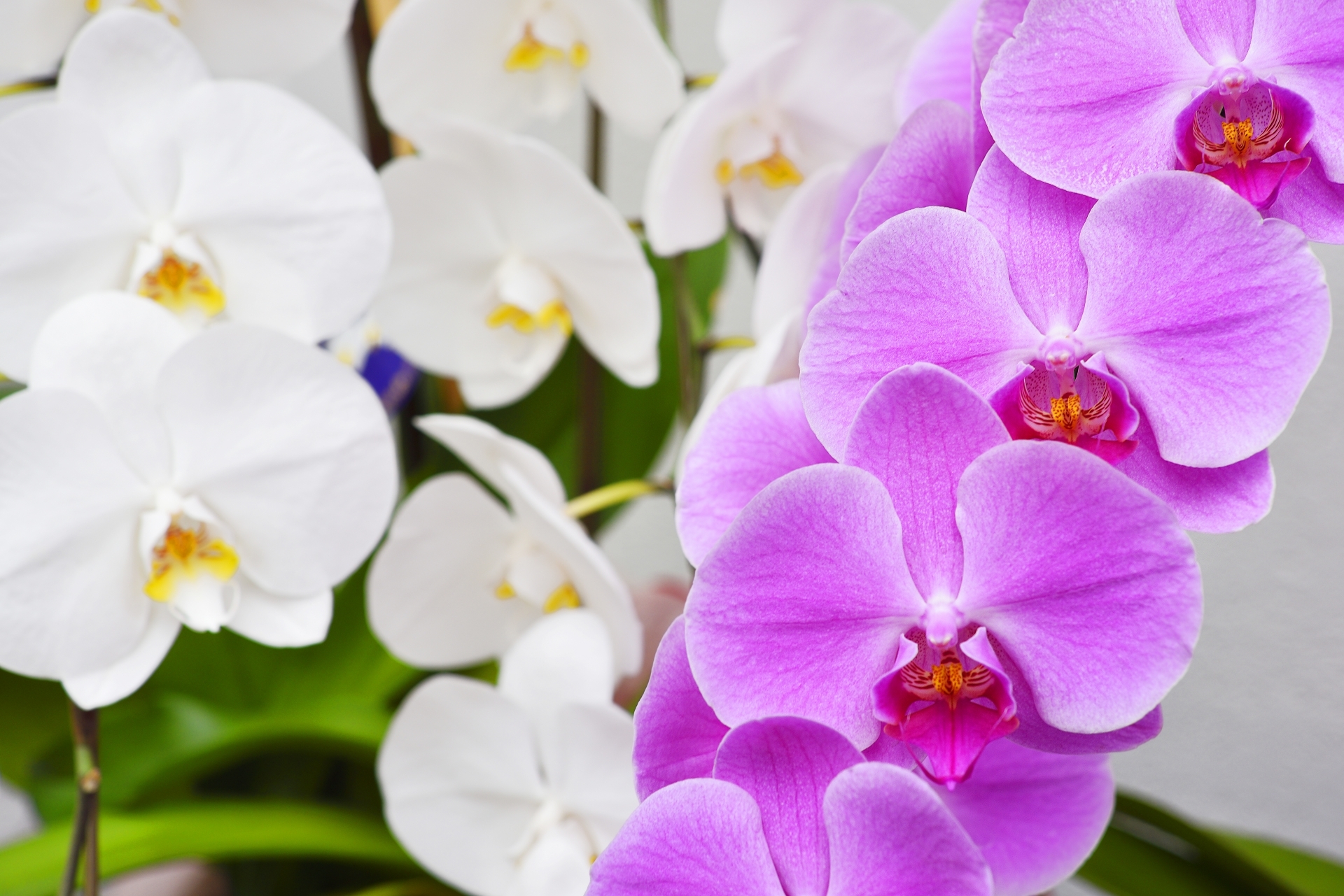 胡蝶蘭の花言葉 色別で変わる意味をご紹介 シーン別の贈り方も 暮らし の