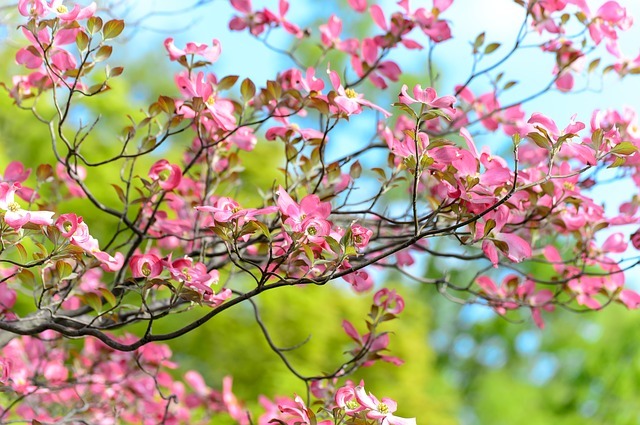 淡く綺麗な落葉樹 ハナミズキの育て方や花言葉をご紹介 暮らし の