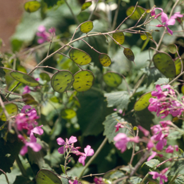 ルナリアとは 花や植物としての特徴や育て方をご紹介 暮らし の