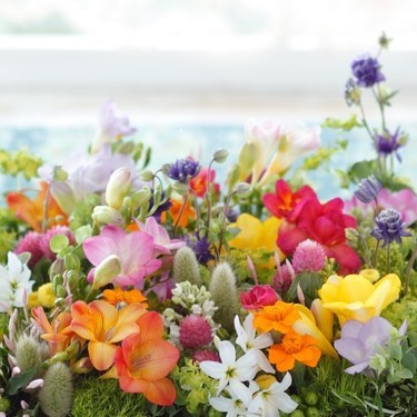 フリージアの花言葉 色によって意味が違う ５色の花言葉を紹介 暮らし の