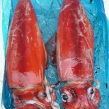 巨大イカ ソデイカ タルイカ の釣り方と食べ方とは 美味しいの 暮らし の