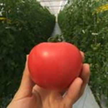 トマト ミニトマトの栽培方法 植え方や収穫時期など失敗しないコツとは 暮らし の