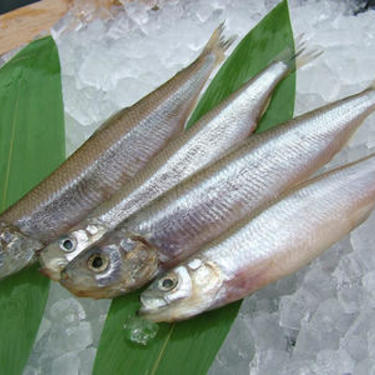 チカとは 北海道にも生息するその魚の生態と美味しい食べ方をご紹介 暮らし の