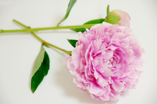 結婚式で芍薬 シャクヤク のブーケはなぜ人気 素敵すぎる花言葉の意味をご紹介 暮らし の