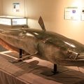 日本三代怪魚「ビワコオオナマズ」！日本最大のナマズを釣りあげるには？！