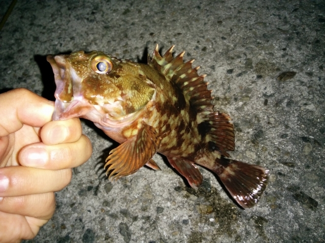 穴釣り攻略におすすめなタックル選 根掛かりせずに大物が狙える 暮らし の