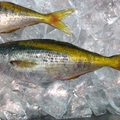 タカベとは？小さな高級魚として人気なタカベの美味しい食べ方と生態をご紹介！