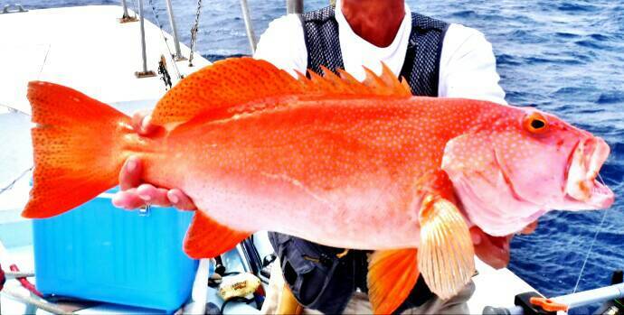 沖縄三代高級魚 スジアラ とは 気になる価格やその生態をご紹介 暮らし の