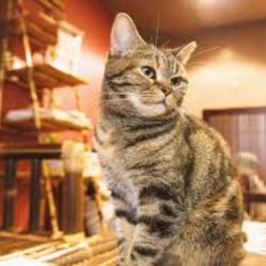東京都内の人気な猫カフェおすすめランキング12 評判の良いお店はココ 2ページ目 暮らし の