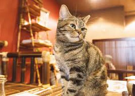 東京都内の人気な猫カフェおすすめランキング12 評判の良いお店はココ 暮らし の