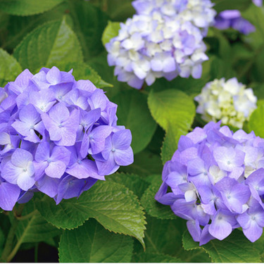 梅雨時期 6月に咲く花 植える花まとめ 雨に強い植物の名前を一挙大公開 暮らし の