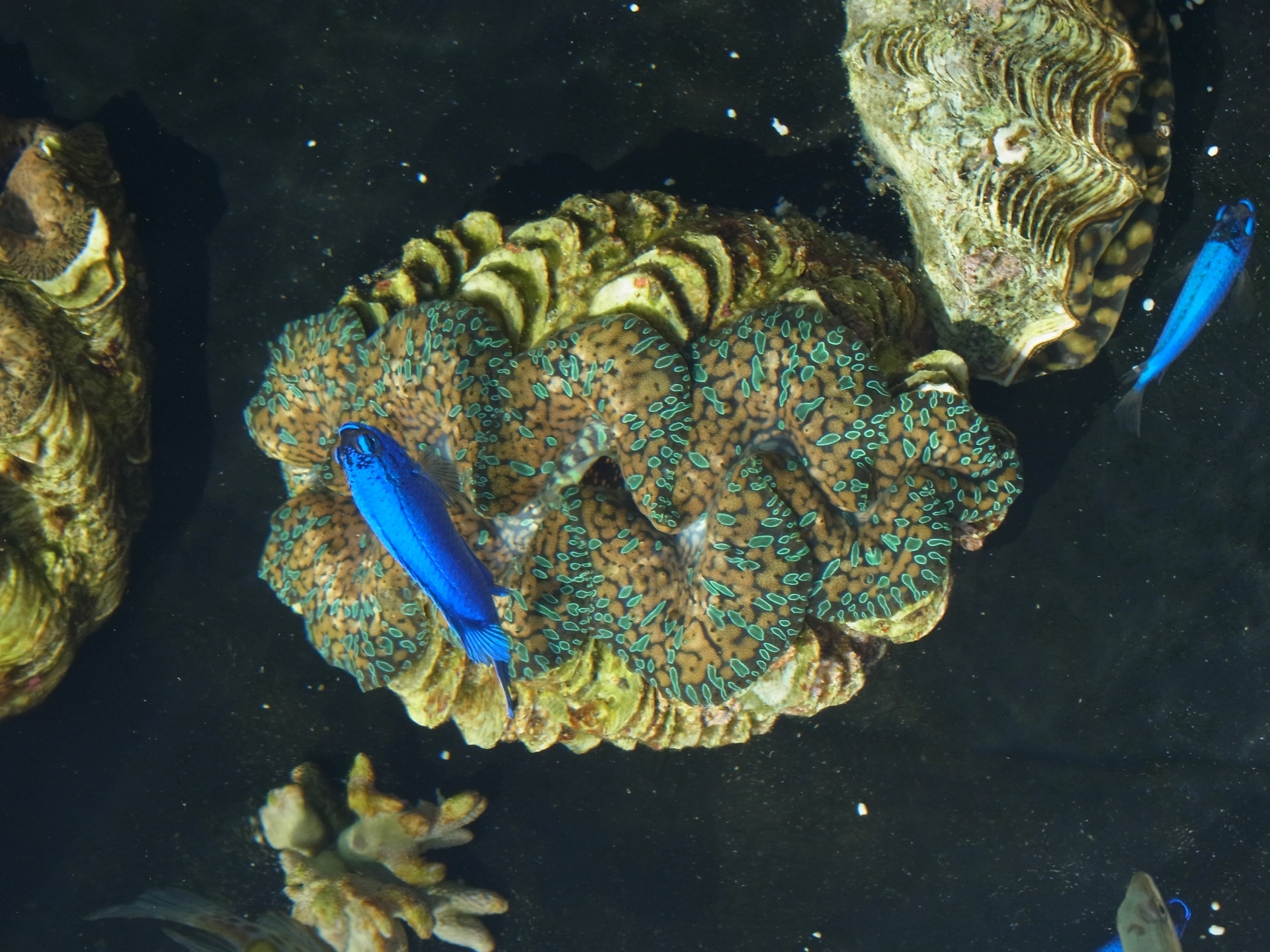 挟まれると超危険な「シャコ貝」！巨大貝の生態とは？食べると美味しい 