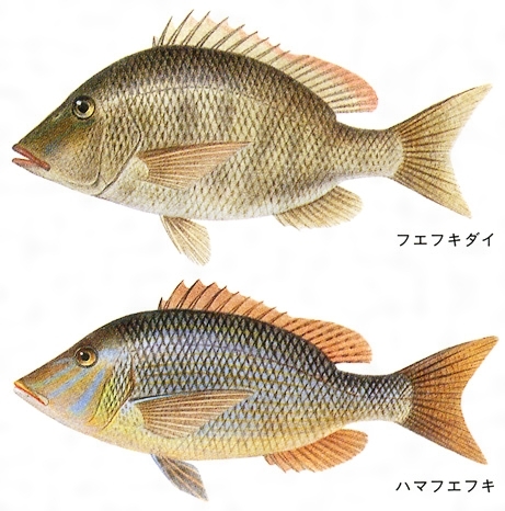 釣って食べれば絶品な フエフキダイ とは 釣り方や美味しい食べ方をご紹介 暮らし の