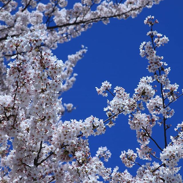 種類 珍しい 桜 桜の種類・品種一覧！有名な種類の開花時期と特徴をまとめ！