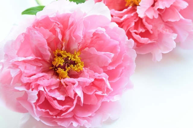 贈り物におすすめな 牡丹 ボタン の花言葉 由来や花の咲く季節をご紹介 Kurashi No