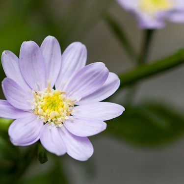 ミヤコワスレとは 綺麗な花を咲かせる育て方や増やし方をご紹介 暮らし の