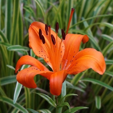 スカシユリとは 花の特徴や時期に合わせた上手な育て方をご紹介 暮らし の