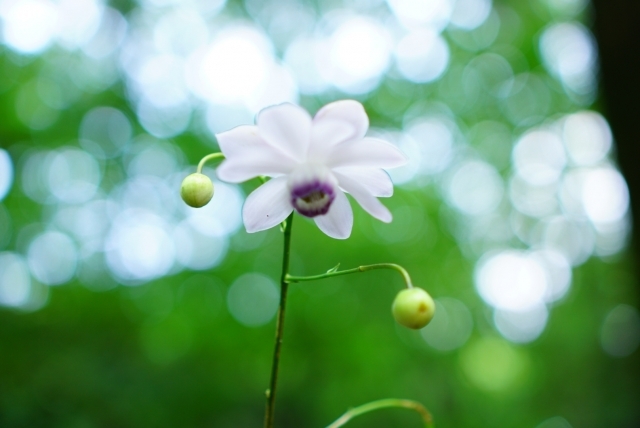 レンゲショウマとは 見頃の開花時期やお家の庭で育てる方法をご紹介 Kurashi No