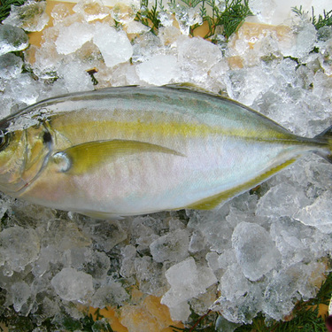 高級魚 シマアジ の生態とは 気になる味や食べ方 釣り方までご紹介 暮らし の