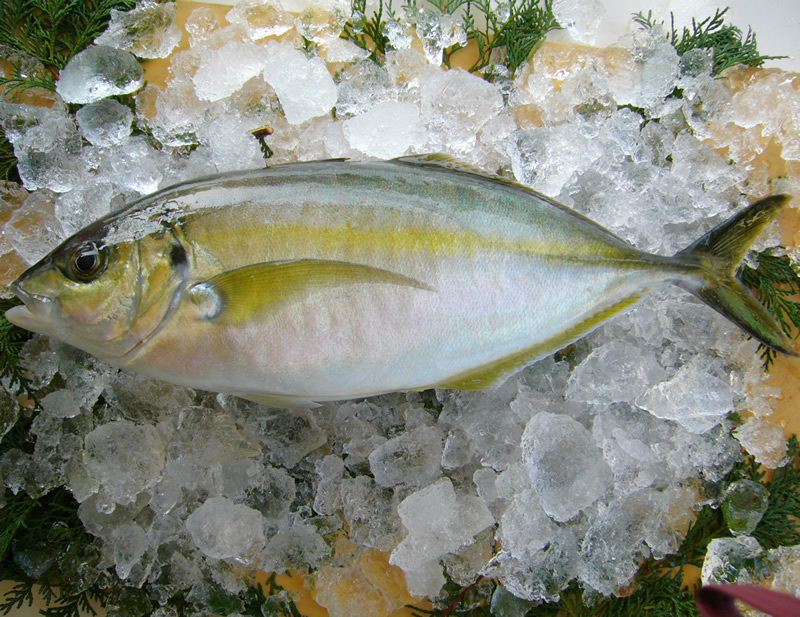 高級魚 シマアジ の生態とは 気になる味や食べ方 釣り方までご紹介 Kurashi No