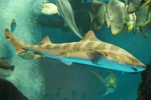 東京湾で釣れる ドチザメ とは その生態から食べ方 釣り方まで解説 暮らし の