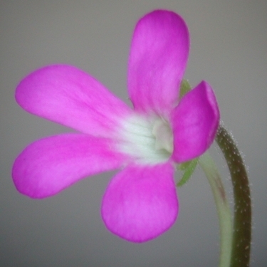 ムシトリスミレ とは 可愛い花を咲かせる食虫植物の特徴と育て方をご紹介 暮らし の