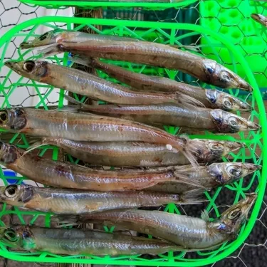 深海魚 ニギス とは キスの違いやおいしい人気レシピをご紹介 暮らし の