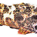 釣れたら嬉しい「タケノコメバル」！その生態や絶品と噂の食べ方をご紹介！