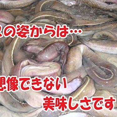 変な深海生物 ヌタウナギ ヌルヌル粘液の正体は 食べられるの 3ページ目 暮らし の