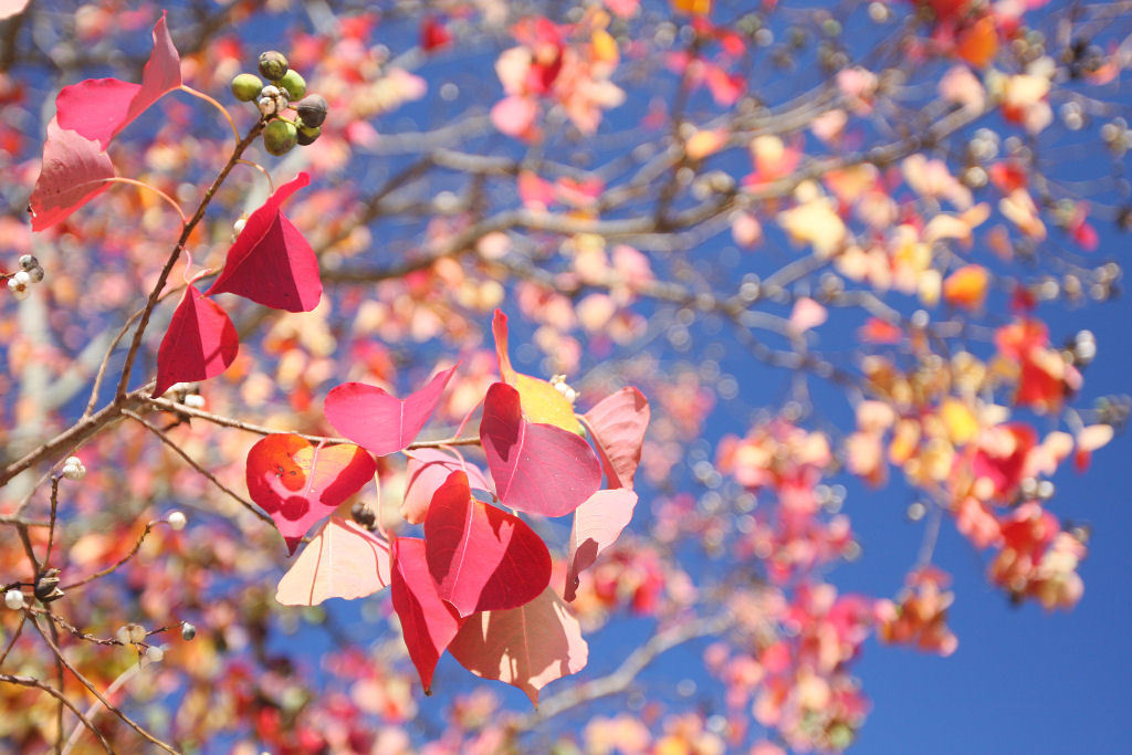 紅葉が綺麗な ナンキンハゼ とは 花や実の特徴から育て方をご紹介 暮らし の