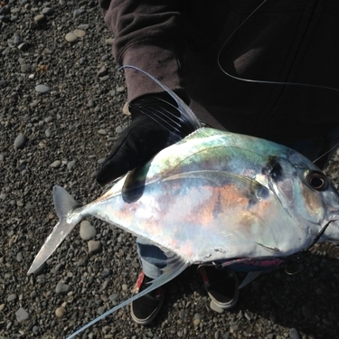 釣って食べたい イトヒキアジ とは その釣り方と美味しい食べ方をご紹介 暮らし の