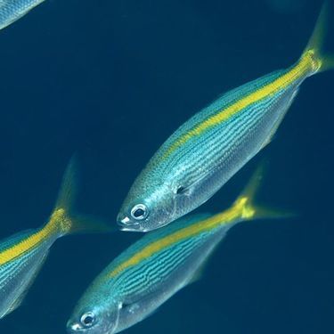 高級魚 タカベ とは その釣り方と食べ方を解説 エサ使いは勿体無い 暮らし の