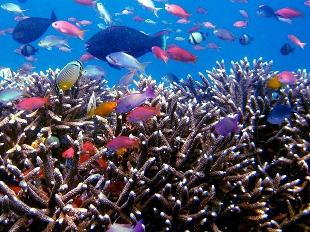 熱帯魚でも人気な クーリーローチ を飼育 混泳や繁殖の仕方はどうする 暮らし の