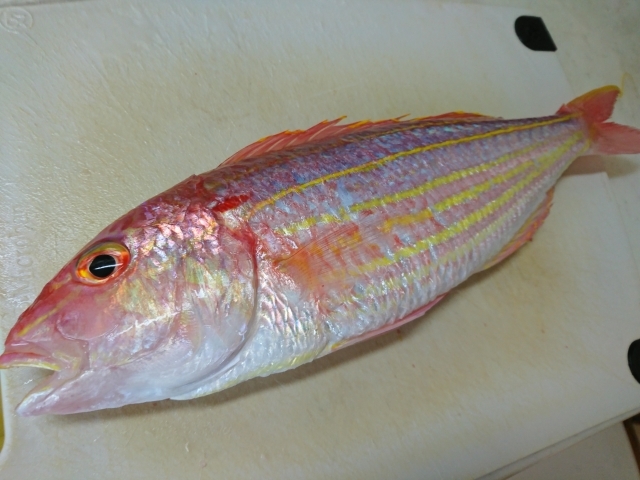 高級魚 イトヨリダイ とは その生態や釣り方 食べ方まで徹底解説 暮らし の