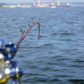 神奈川県の海釣りスポット13選！穴場の釣り場はどこ？釣れる魚の釣果情報もご紹介！