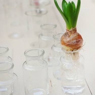 水栽培で観葉植物を育てよう 水だけでおしゃれに植物を育てる方法をご紹介 暮らし の