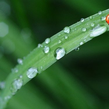 植物の天敵 ウリハムシとは 発生時期などの特徴や駆除 対策方法もご紹介 Kurashi No