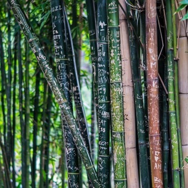 黒竹とは その特徴や育て方を解説 剪定や植え替え時期 枯れる原因は 暮らし の