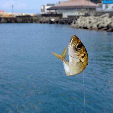 茨城県の釣り場14選 狙える魚や釣り方含めて解説 ココでなら釣れる 暮らし の