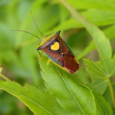 カメムシの発生時期や季節はいつからいつまで その理由と駆除方法も解説 暮らし の