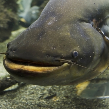 ナマズの生態とは その特徴から釣り方まで解説 食べられるの 暮らし の