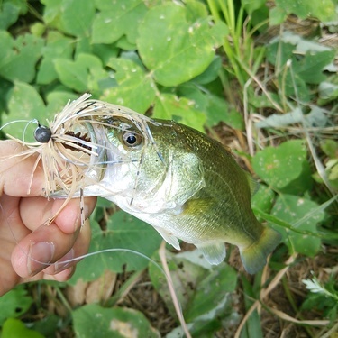 釣りで人気な外来種 オオクチバス の生態とは 日本に与えた被害や影響も解説 暮らし の