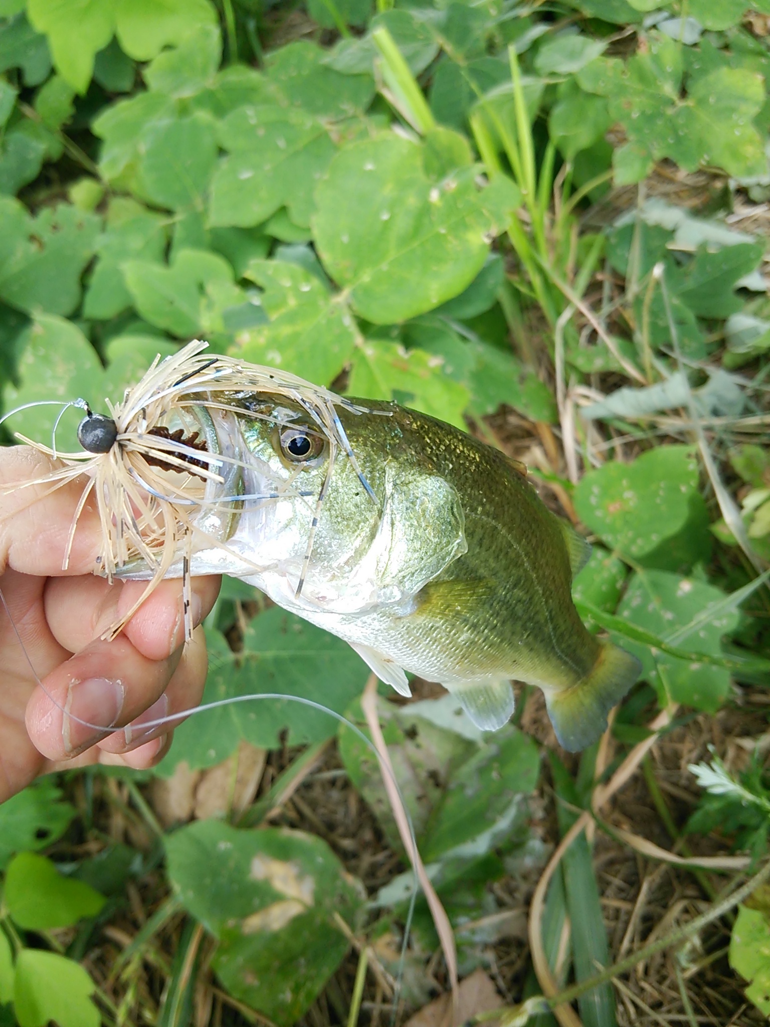 釣りで人気な外来種 オオクチバス の生態とは 日本に与えた被害や影響も解説 3ページ目 暮らし の