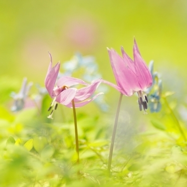 カタクリの花言葉や見頃の季節は 開花時期や見れる場所含めてご紹介 暮らし の