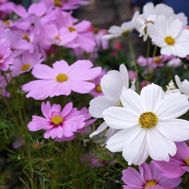 9月に咲く花といえば ガーデニングでの人気品種8選を花言葉と合わせてご紹介 暮らし の