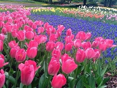 3月に咲く花や植える花は 代表的な品種やガーデニング向きの花をご紹介 暮らし の