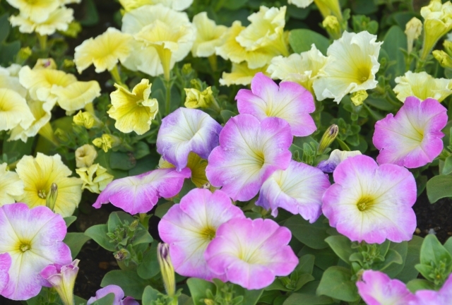 8月に咲く花といえば ガーデニングでの人気品種13選を花言葉と合わせてご紹介 暮らし の